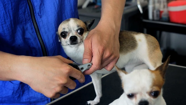 #10. Broforce: The Soundtrack (GOG) Podle: Devolver Digital