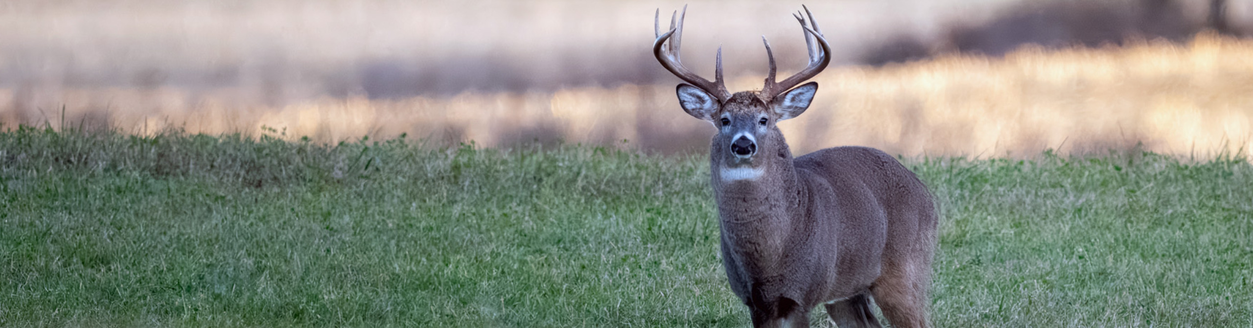 Redneck Deer Huntin’